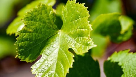 ¿Qué es la ampelografía?