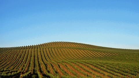 ¿Qué es el terroir y cómo influye en el vino?